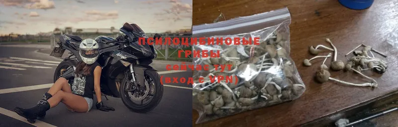 Псилоцибиновые грибы Psilocybine cubensis  цены   Кириллов 